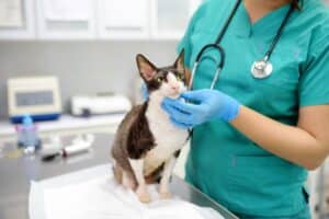 Lee más sobre el artículo Cómo Emprender una Clínica Veterinaria Exitosa: Una Guía Completa