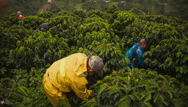 Authentic Coffee Farm Tour