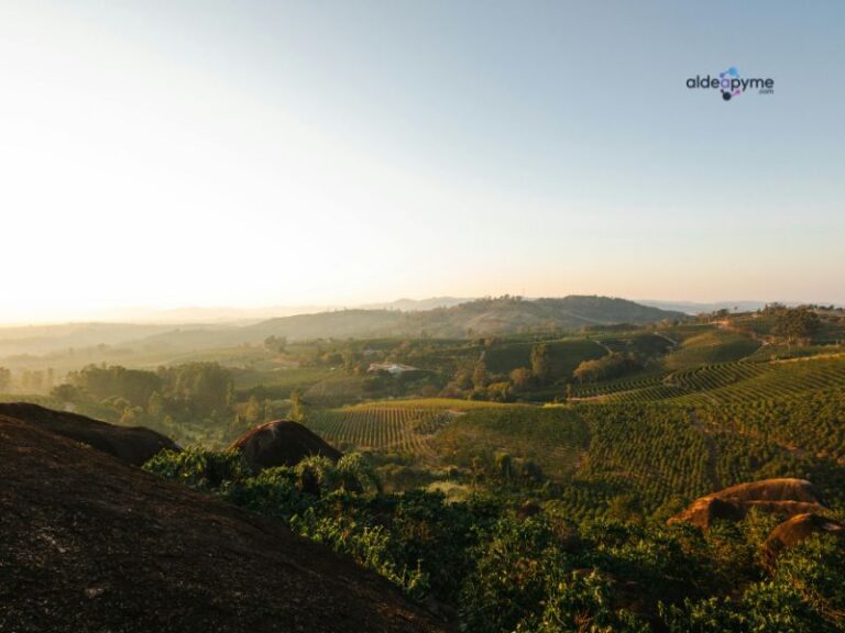 cómo impacta el clima a la calidad del grano de café